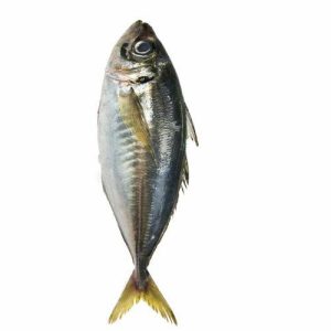 Kote frozen Fish