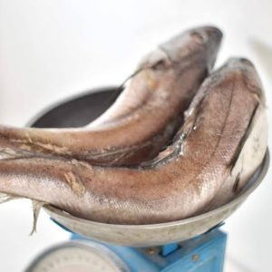 Hake
